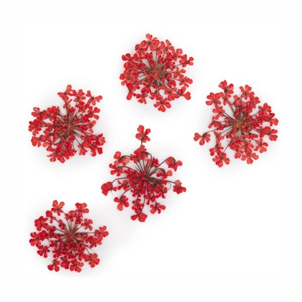 Světle červené sušené kytičky